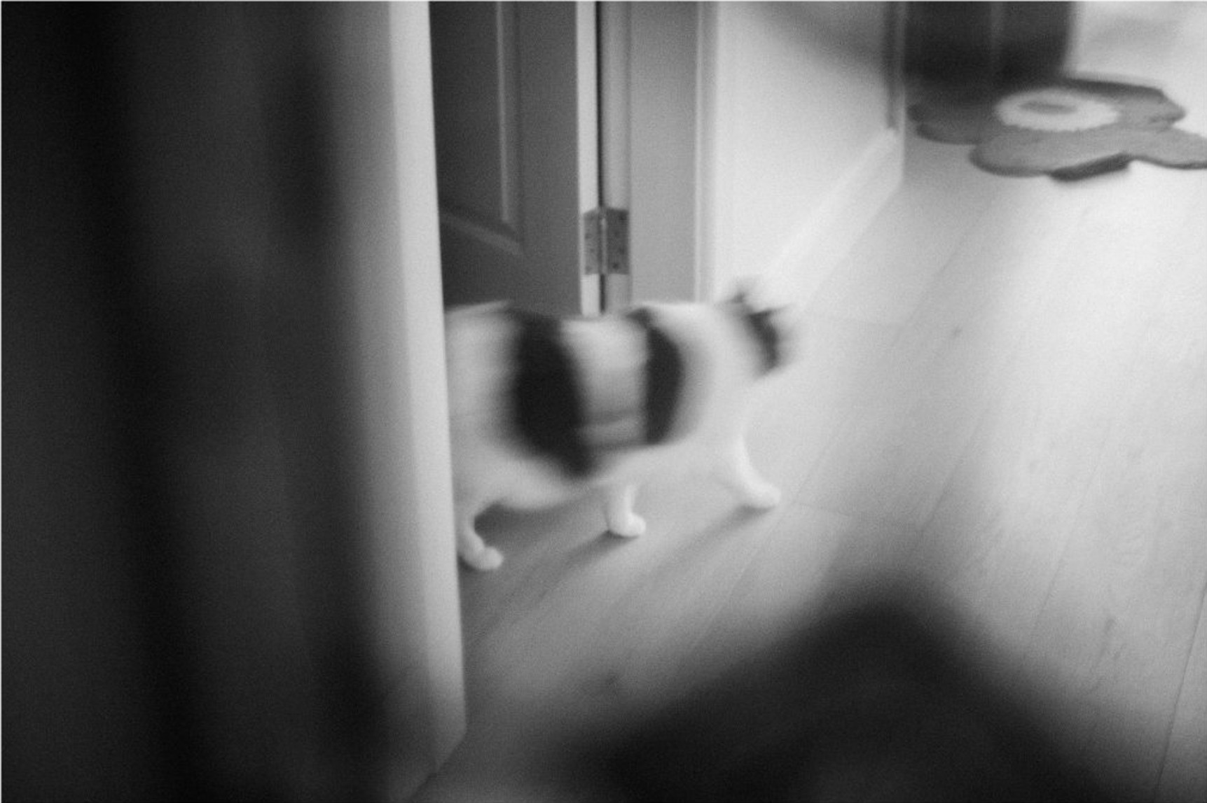 A cat mid-stride through a doorway, motion-blurred, black and white